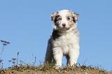 BERGER AUSTRALIEN PUPPIES 257